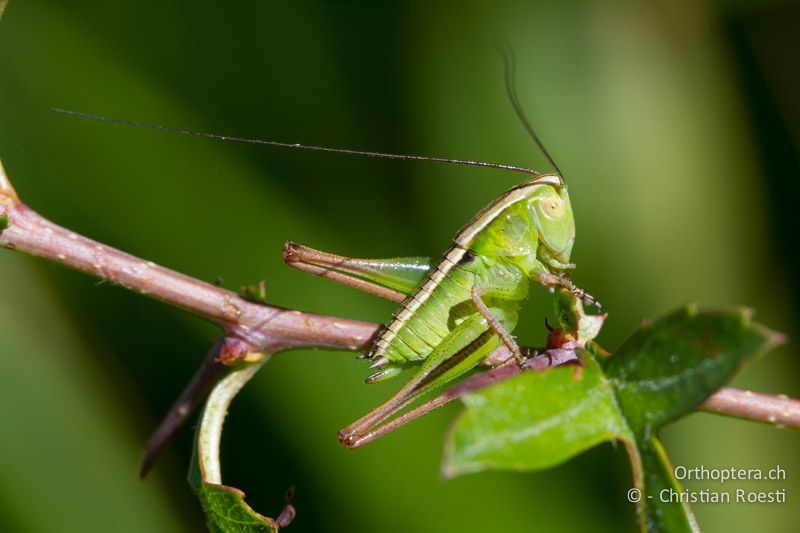 Larve von Bicolorana kuntzeni ♂ - HR, Primorje-Gorski, Učka, 10.06.2014