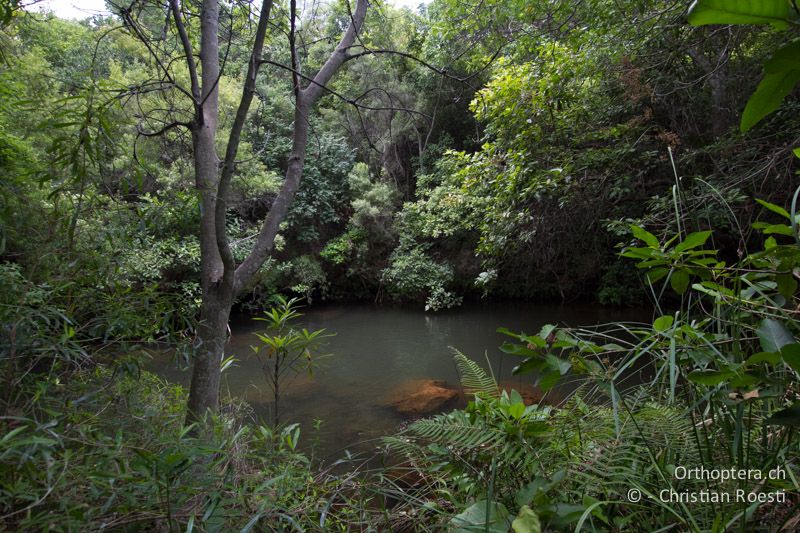 Waldbach - SA, Mpumalanga, Matibidi, Blyde Canyon Forever Resort, 09.01.2015