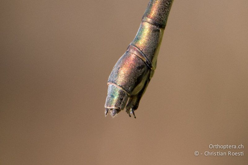 cf. Chlorolestes fasciatus, Mountain Malachite ♀ - SA, Mpumalanga, Dullstroom, Field & Stream Lodge, 12.01.2015