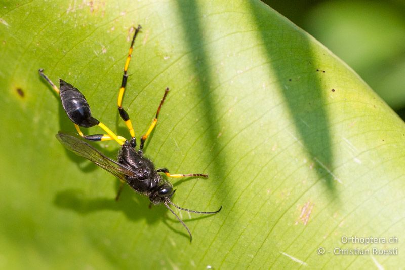 Hymenoptera, Sceliphron cf. spirifex - SA, Nort West, Rustenburg, Sparkling Waters Hotel, Magaliesberg, 14.01.2015