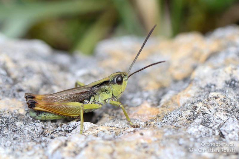 Chorthippus alticola ♂ - SLO, Goriška, Tolmin, Mt. Vogel, 19.09.2016