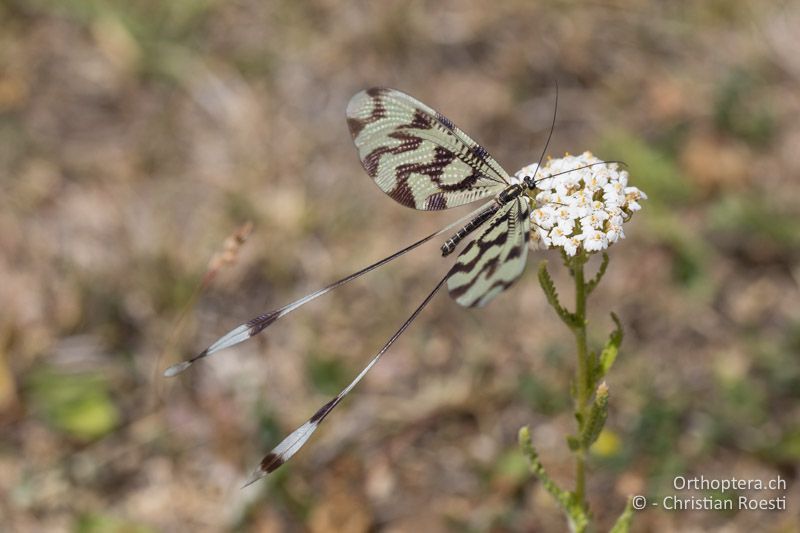 Fadenhaft Nemoptera sp. - GR, Ostmakedonien, Mt. Pangeon, 06.07.2017