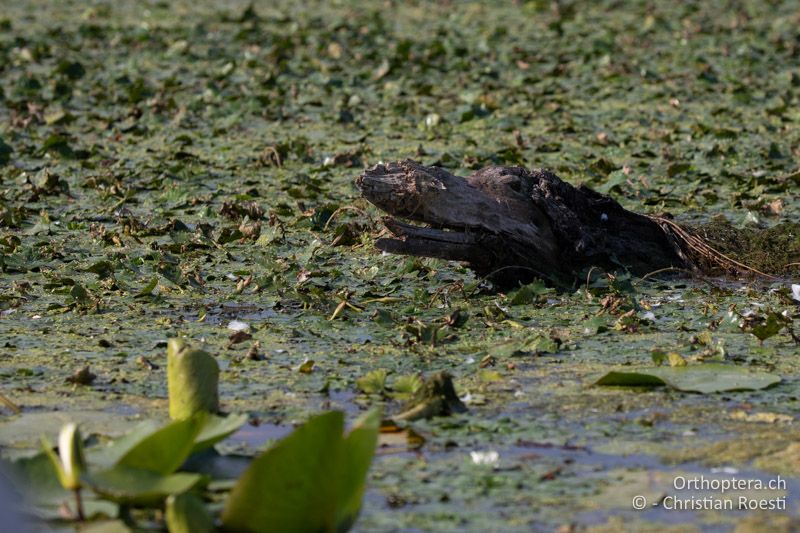 Der Komodowaran im Donaudelta