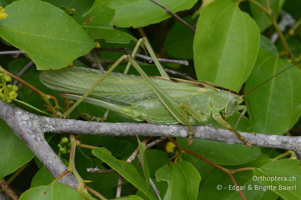 Tettigonia viridissima ♀ ruhend - HR, Istrien, Mutvoran, 20.06.2016