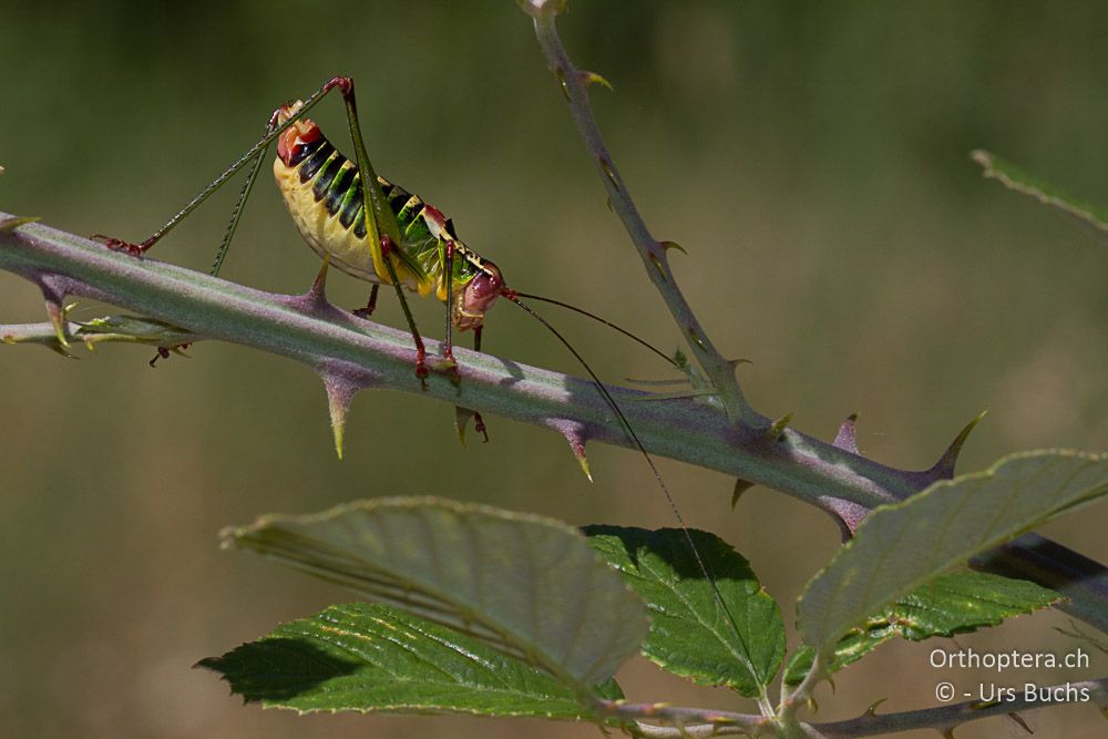 Metaplastes ornatus ♂ - GR, Thessalien, Meteora, 25.06.2013