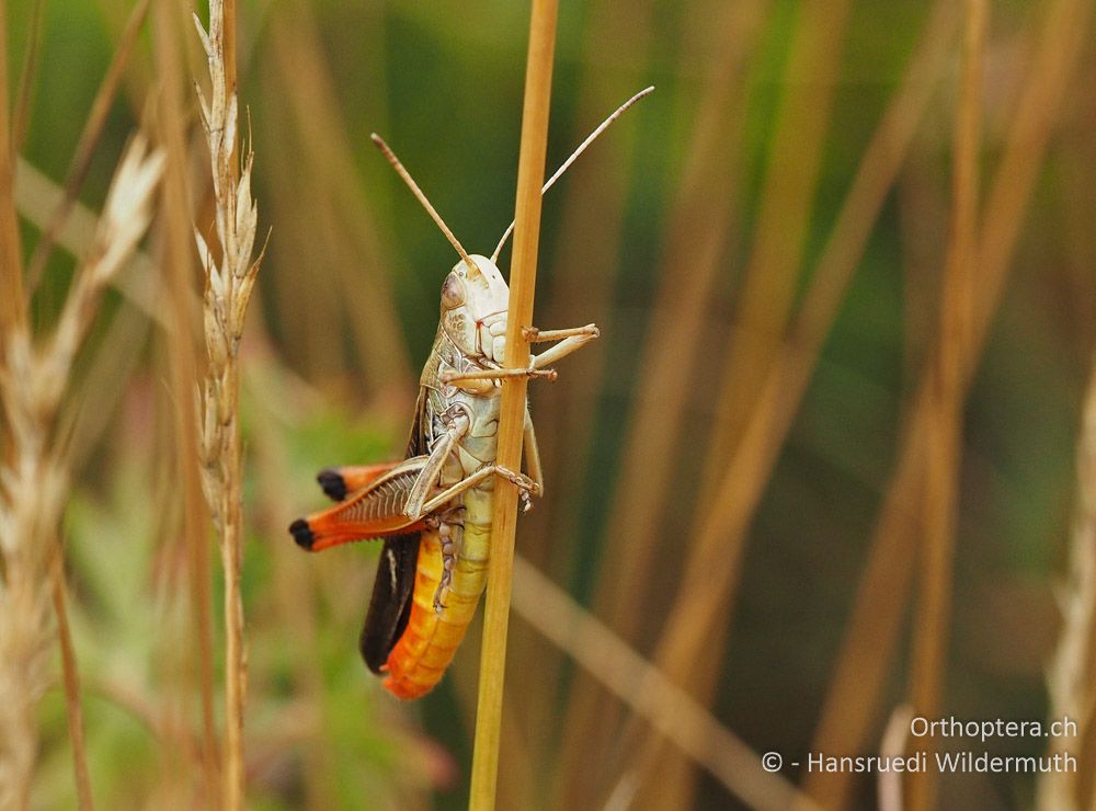 Stenobothrus lineatus - HR, Istrien, Račja Vas, Dol, 24.07.2015