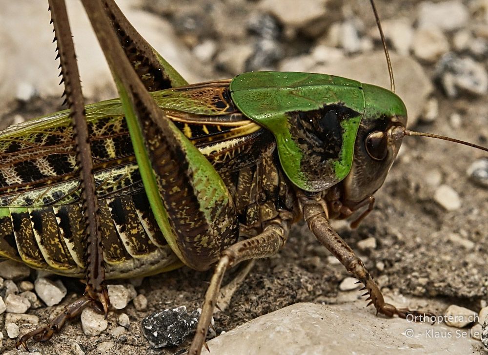 Warzenbeisser (Decticus verrucivorus) ♂ - HR, Istrien, Bokordići, 19.06.2016