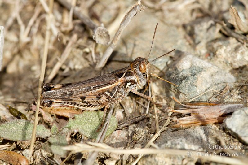 Dociostaurus brevicollis ♀ - GR, Westmakedonien, Mt. Vernon, 17.07.2011