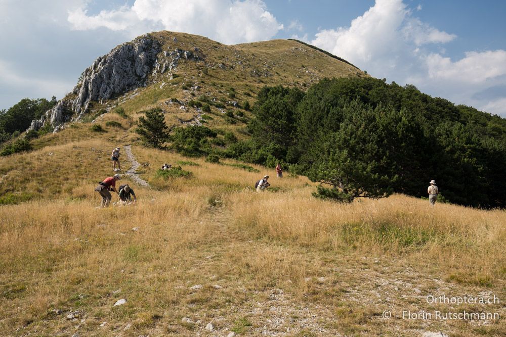 Spannende Wiesen unterhalb des Vojaks- HR, Istrien, Mala Učka, 20.07.2015