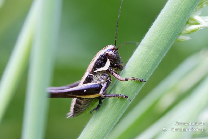 Ca. 4. Larvenstadium von Pholidoptera fallax ♂ - CH, TI, Mugena, 21.06.2013