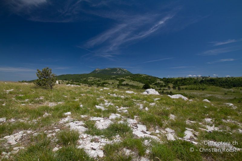 Berg Vojak, höchte Erhebung von Istrien - HR, Istrien, Učka, 11.06.2014