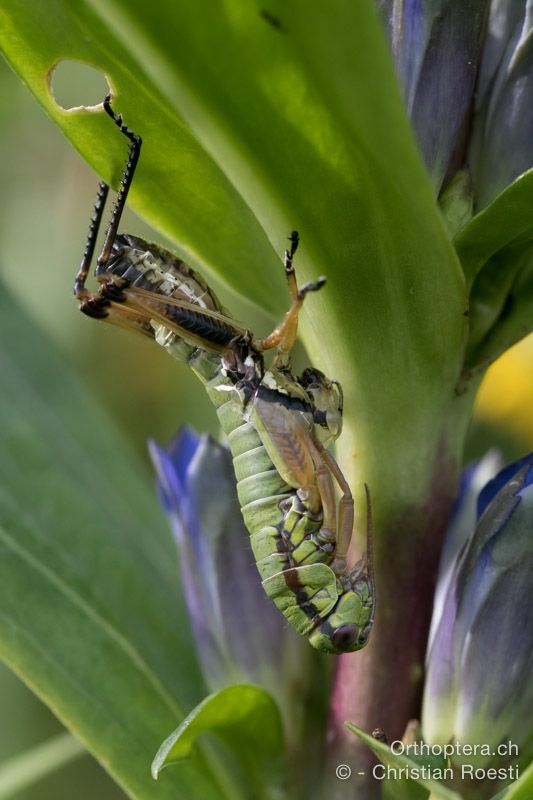 Micropodisma salamandra ♀ bei der Imaginalhäutung - HR, Istrien, Račja Vas, Dol, 24.07.2015