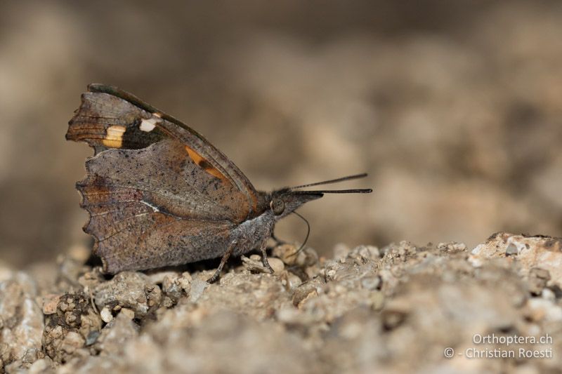 Zürgelbaum-Schnauzenfalter (Libythea celtis) nimmt Salze auf - HR, Primorje-gorski Kotar, Mala Učka, 22.06.2016