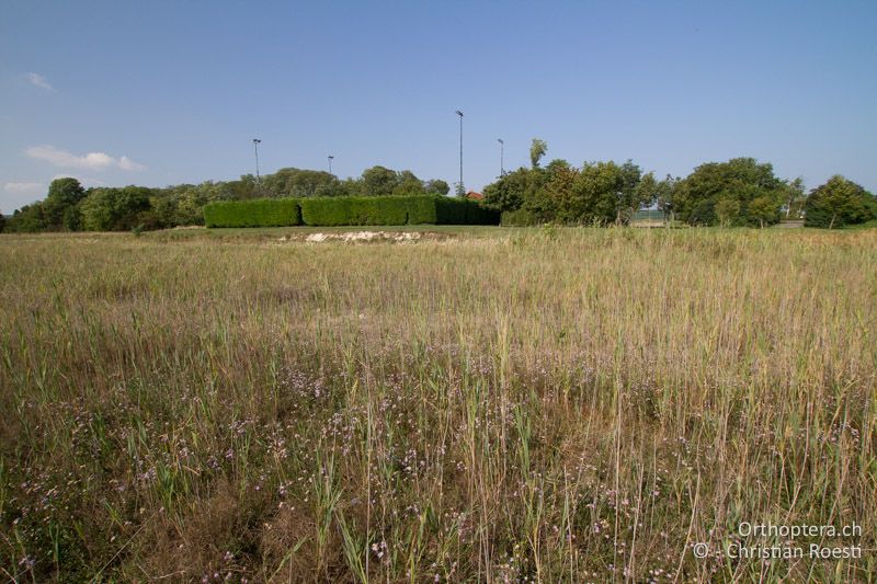 Feuchte Wiese in Wassernähe mit freien Bodenstellen - AT, Burgenland, Oggau am Neusiedler See, 15.09.2016