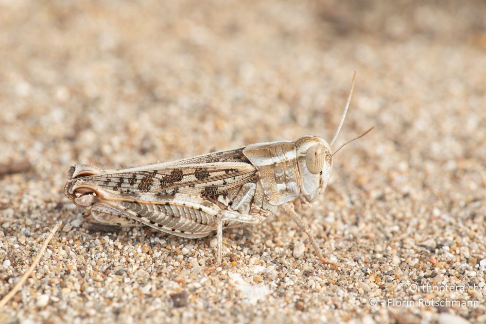 Calliptamus tenuicercis ♀ - GR, Epirus, Preveza, 06.06.2024