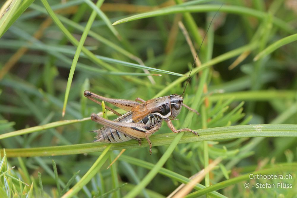 Anterastes serbicus ♂- BG, Blagoewgrad, Bergwiese bei Pass nach Pirin, 12.07.2018