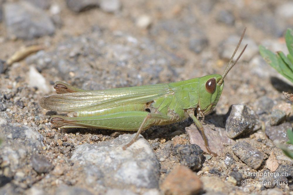 Chorthippus dichrous ♀ - BG, Sofia, Bogrov, 15.07.2018