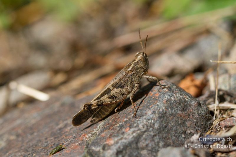 Aiolopus strepens ♂ - CH, TI, Castel-San-Pietro, 03.09.2013