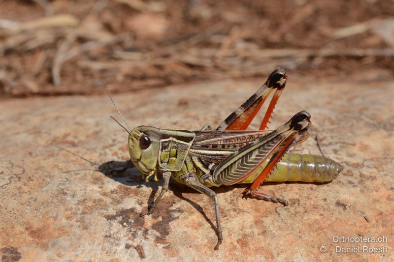 Arcyptera microptera ♀ - HR, Istrien, Svetvinčenat, 19.07.2015