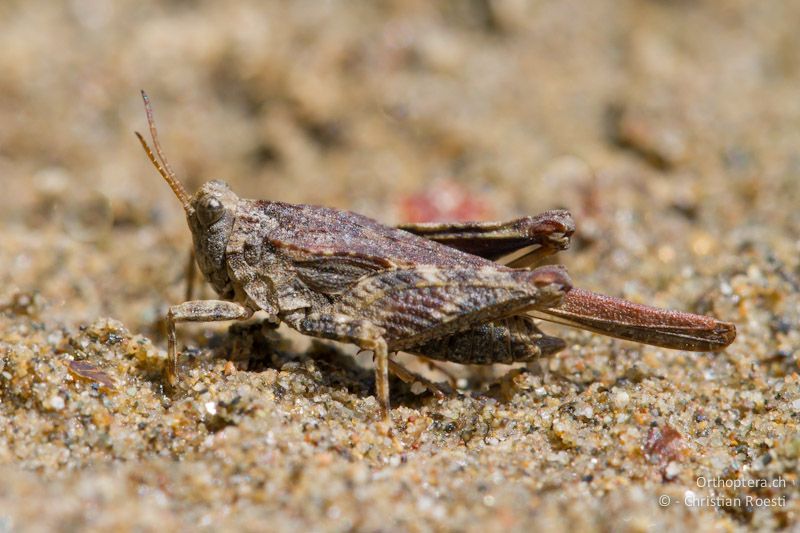 Männchen von Tetrix bolivari. Trotz ihrer Häufigkeit wird sie wegen ihrer Ähnlichkeit mit Tetrix subulata und Tetrix ceperoi oft übersehen. Dolna Kula an der Krumovitsa, 24.04.2012