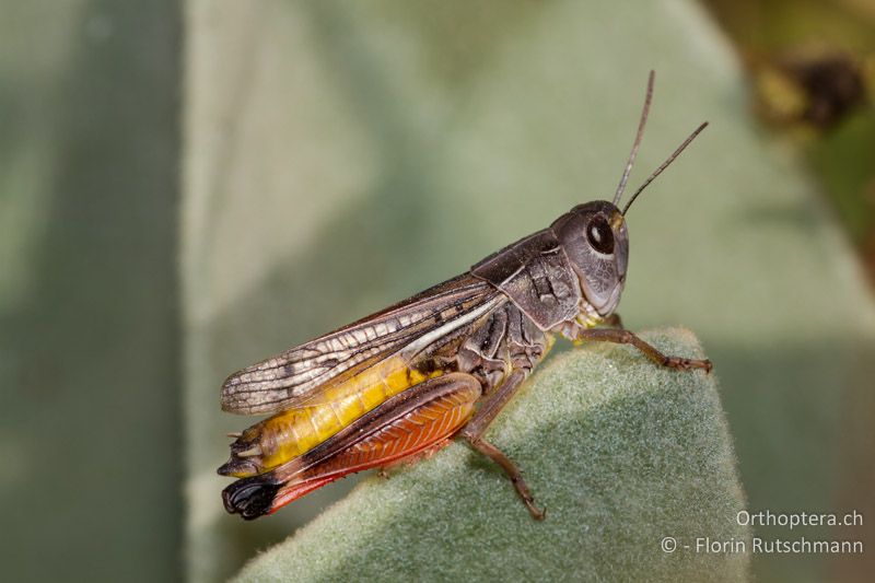 Arcyptera microptera ♂ - GR, Westmakedonien, Mt. Vernon, 17.07.2011