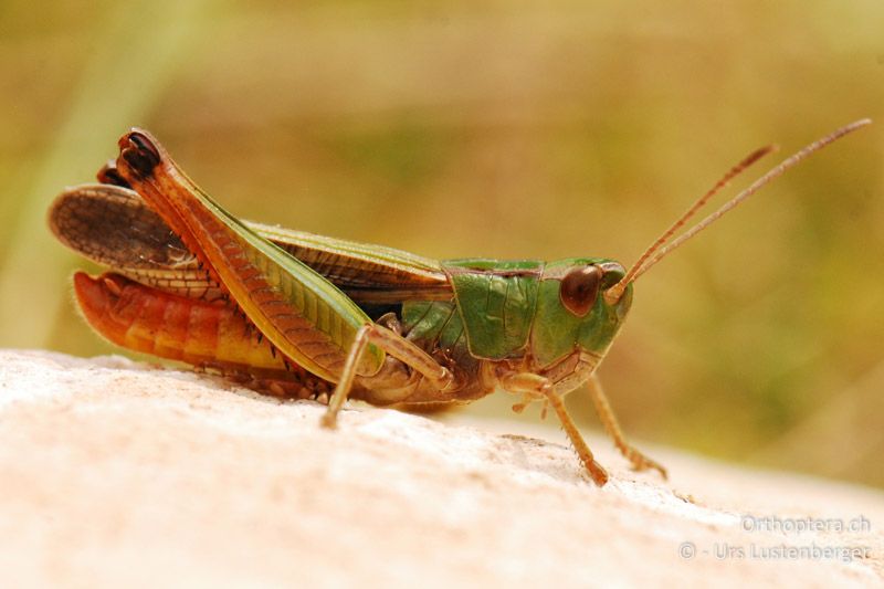 Heidegrashüpfer (Stenobothrus lineatus) - FR, Mont Ventoux, 04.07.2014