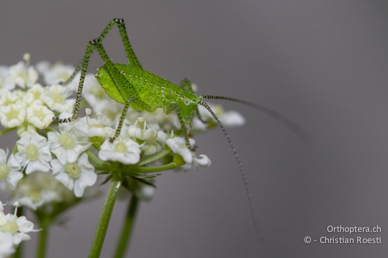 Leptophyes boscii im 1. Larvenstadium - HR, Istrien, Učka, 01.06.2014