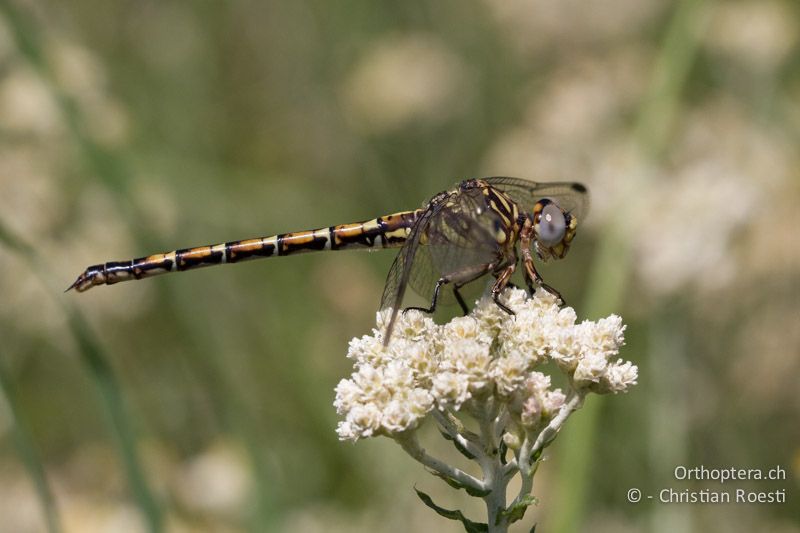 Paragomphus cognatus, Rock Hooktail ♀ - SA, Mpumalanga, Dullstroom, Field & Stream Lodge, 13.01.2015