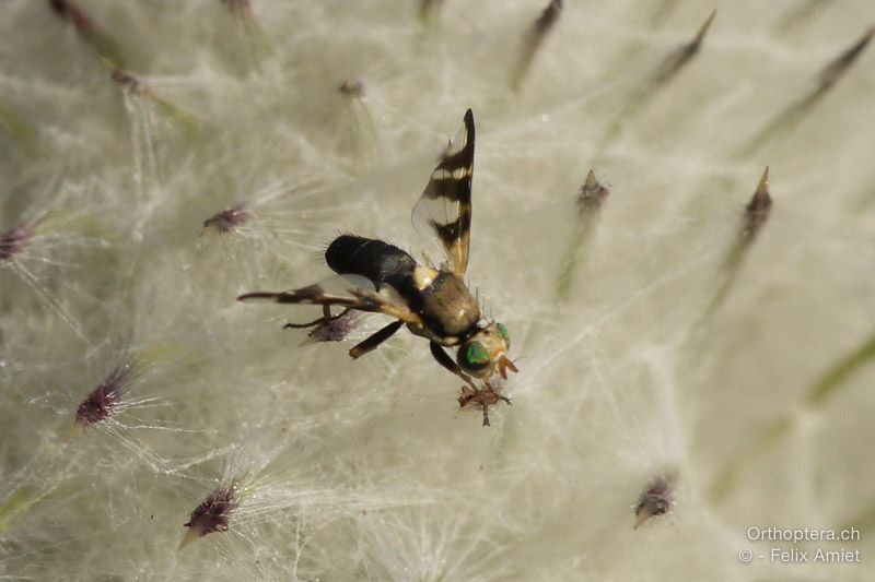 Bohrfliege, Urophora cardui - 20.07.2015