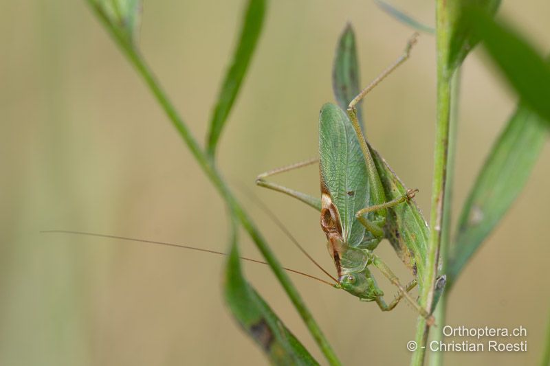 Tettigonia cantans ♂ - CH, BE, Worb, 08.08.2024