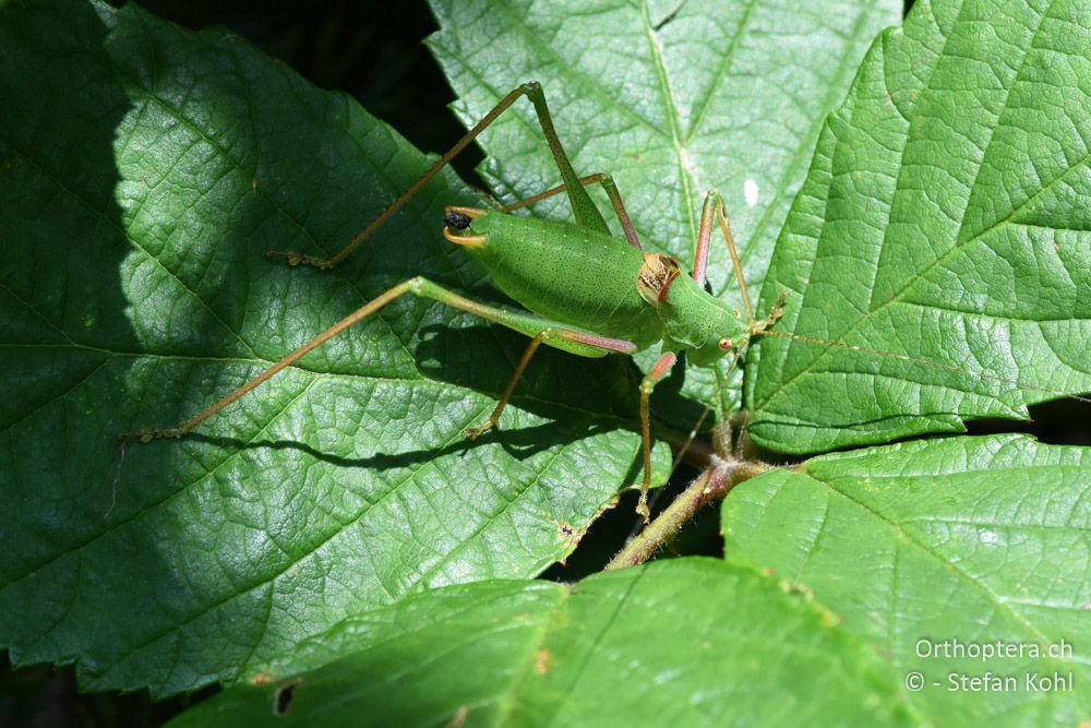 Poecilimon schmidti ♂ - BG, Pasardschik, Streltscha, 10.07.2018