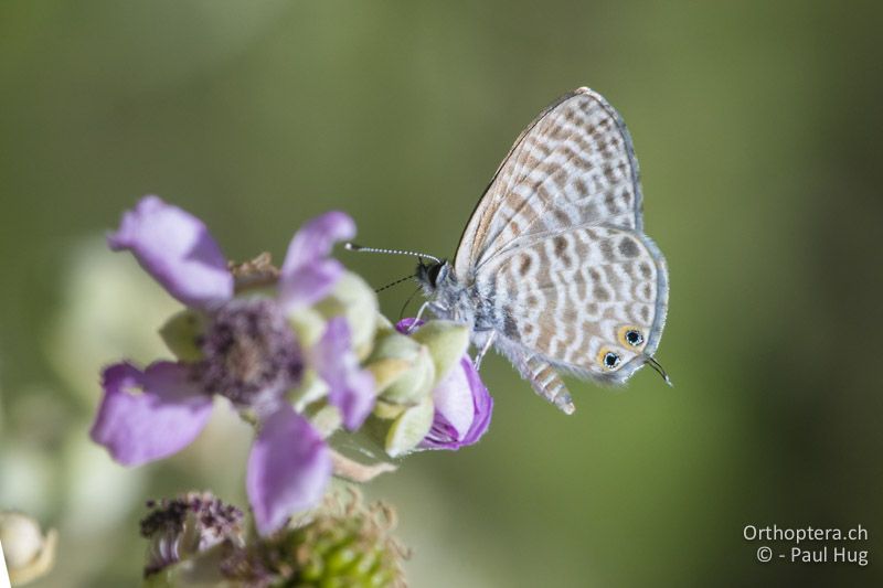 Kleiner Wanderbläuling (Leptotes pirithous) - GR, Zentralmakedonien, Mt. Hortiatis, 04.07.2017