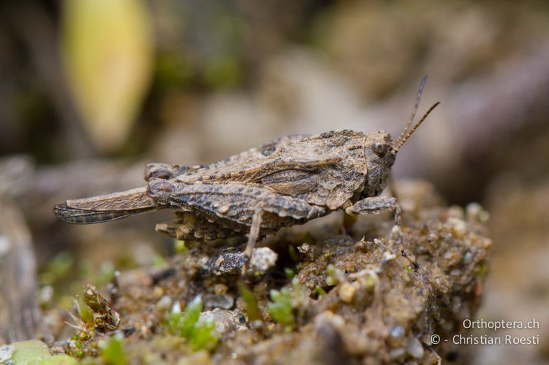 Tetrix depressa ♂ - BG, Ardino, 22.04.2012