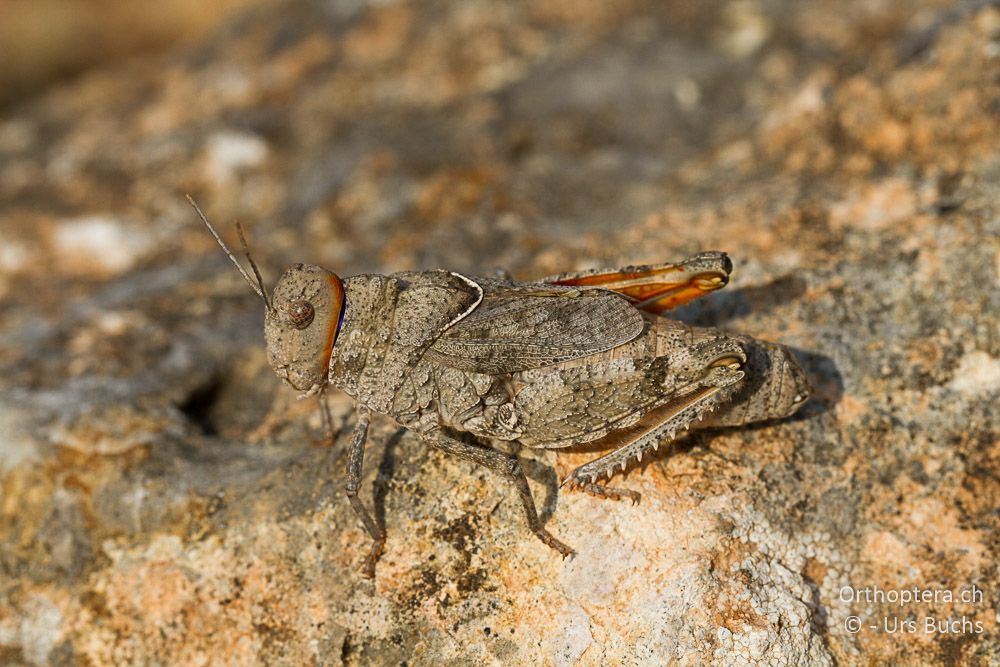 Asiotmethis limbatus ♀ - GR, Westmakedonien, Klidi, 09.07.2013