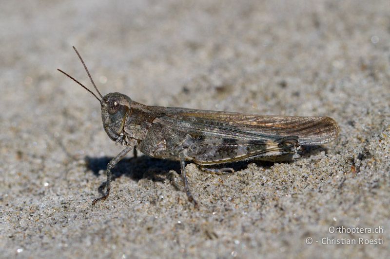 Epacromius tergestinus ponticus ♀ - CH, VS, Salgesch, 11.08.2013