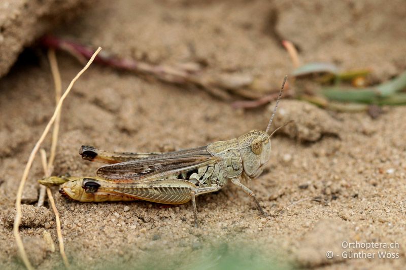 Stenobothrus fischeri ♀ - AT, Niederösterreich, Oberweiden, 14.06.2014