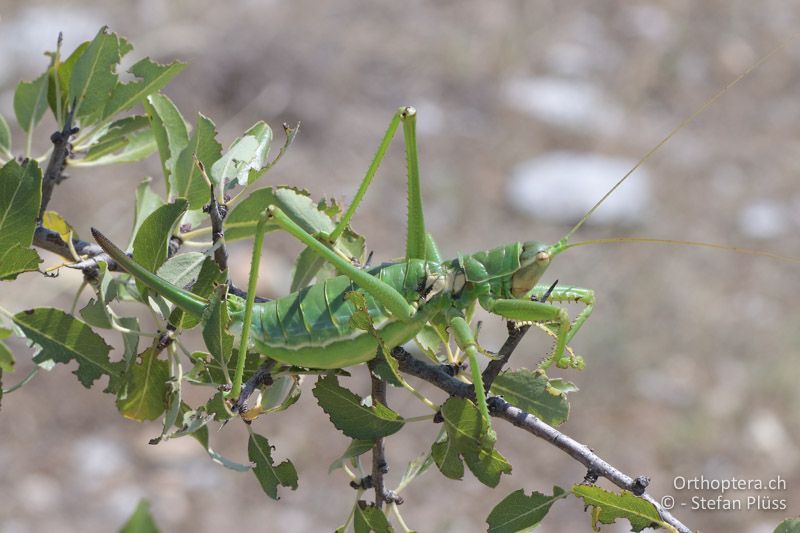 Balkan-Sägeschrecke (Saga natoliae) ♀ - GR, Zentralmakedonien, Alistrati, 05.07.2017