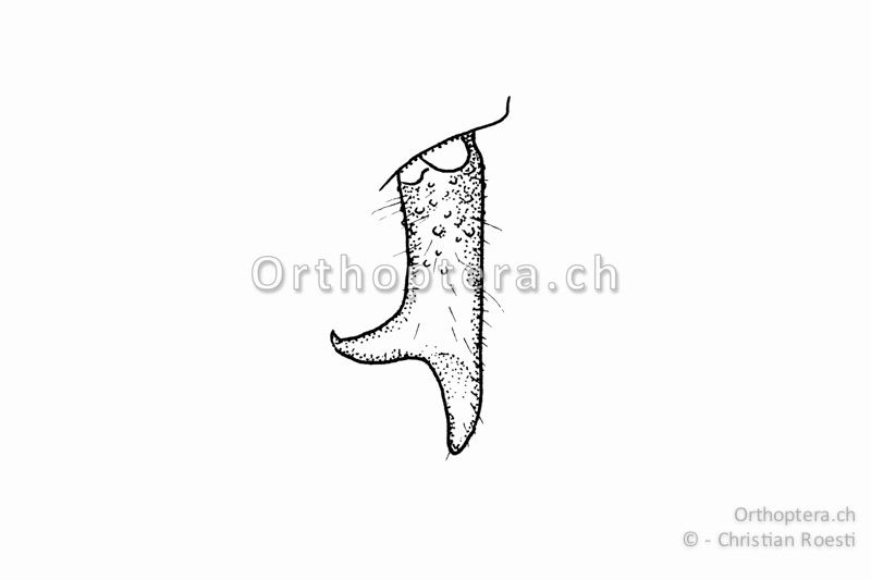 Rechter Cercus von Conocephalus dorsalis ♂. Der Innenzahn liegt etwas hinter der Mitte. Innenzahn und Ende der Cerci sind ungefähr gleich gross.