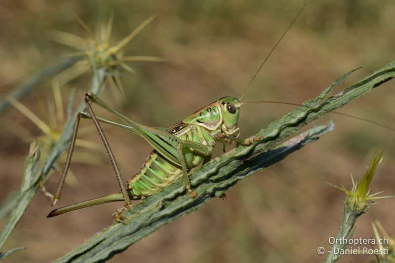 Gampsocleis abbreviata ♀ - GR, Zentralmakedonien, Vyroneia, 08.07.2017