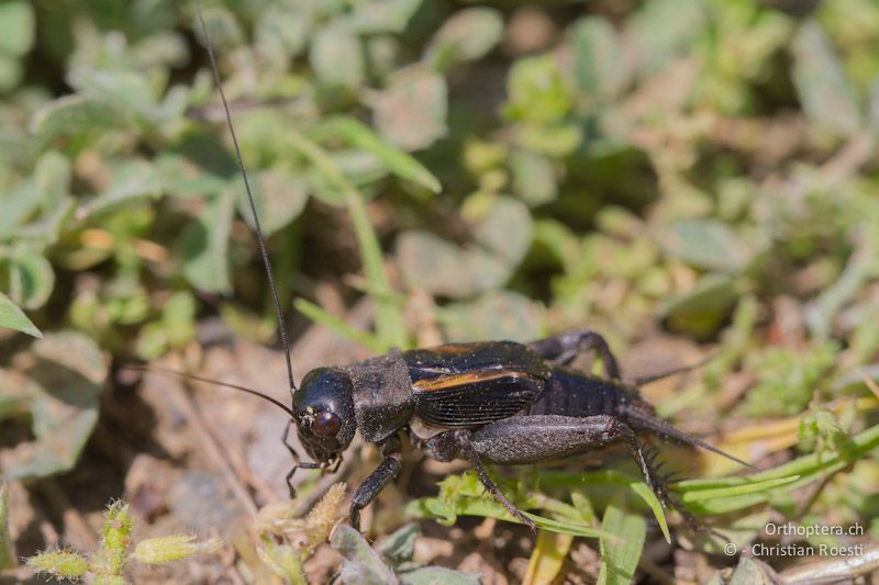 Männchen der Steppengrille (Melanogryllus desertus). In Bulgarien hört man diese Grille noch in vielen Lebensräumen.