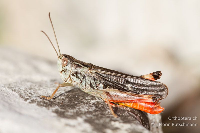 Stenobothrus rubicundulus ♂ - GR, Ostmakedonien, Mt. Pangeon, 25.07.2012