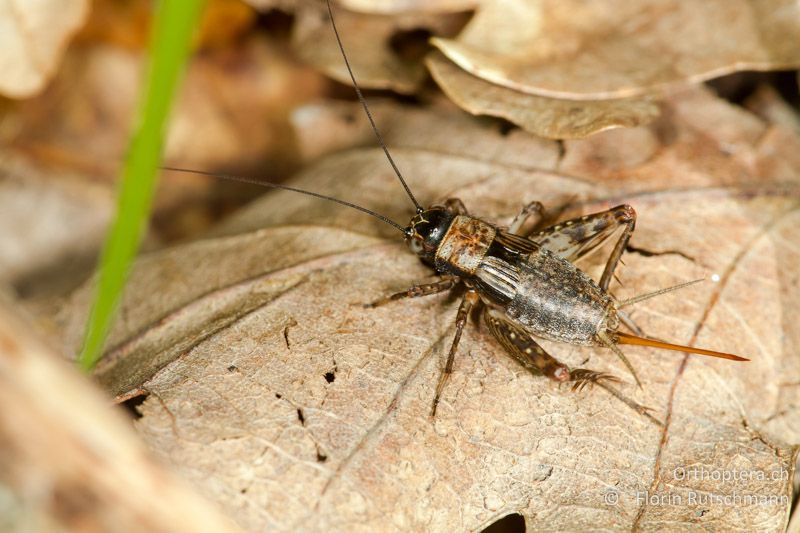 Nemobius sylvestris ♀ - CH, VS, Gampel, 10.08.2013