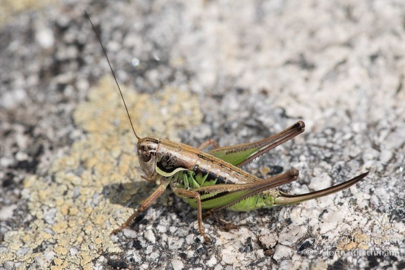 Anterastes serbicus ♀ - GR, Zentralmakedonien, Mt. Vrondous, 09.07.2017