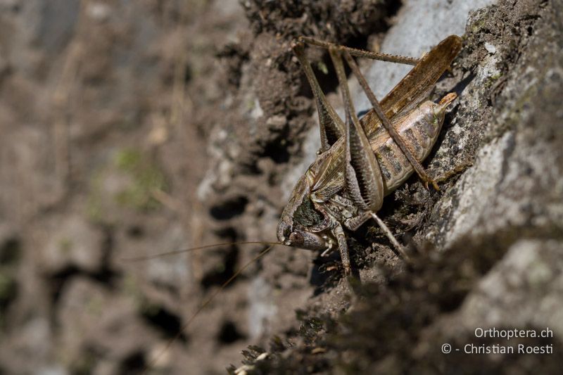 Platycleis grisea ♂ - CH, TI, Mt. Generoso, 15.09.2012