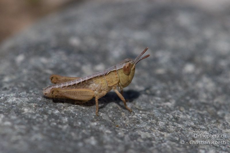 Chorthippus cf. vagans im 1. Larvenstadium - IT, Friaul-Julisch Venetien, Spilimbergo, 29.05.2014