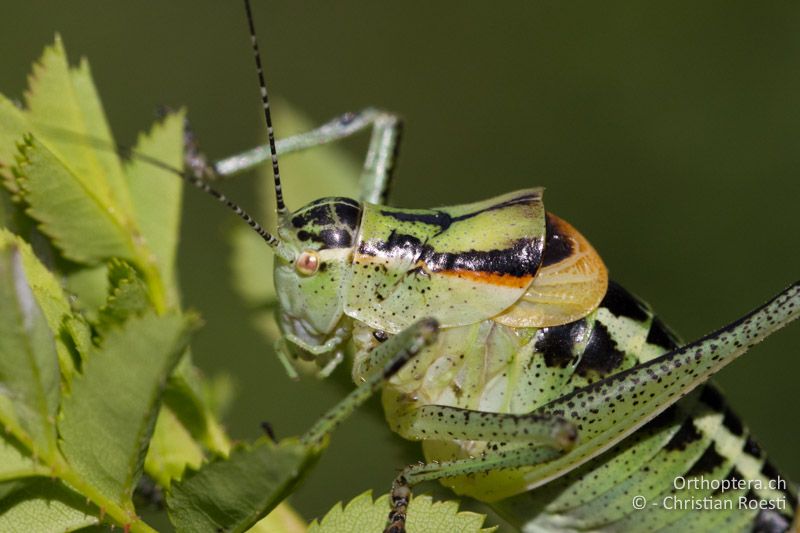 Vorderkörper ♂ - HR, Istien, Mt. Učka, 02.06.2014