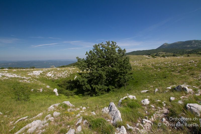 Doline und Lebensraum von Poecilimon ampliatus und vielen anderen Heuschrecken-Arten - HR, Istrien, Učka, 01.06.2014