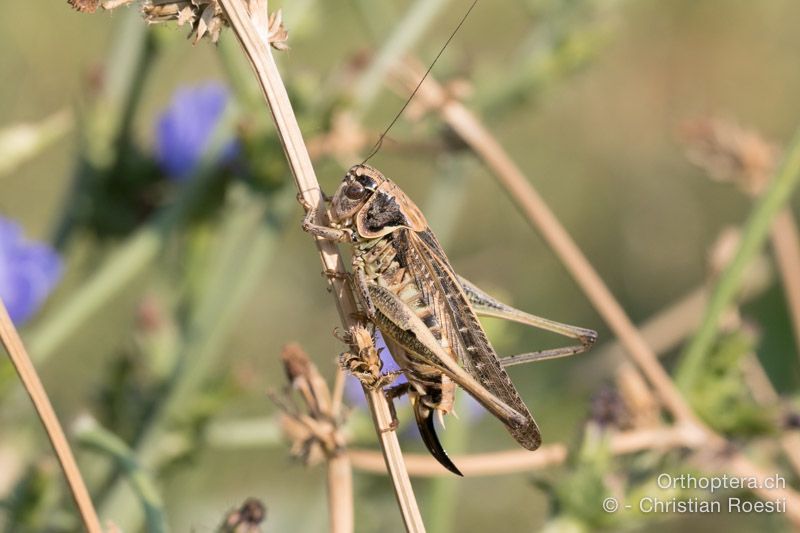 Platycleis romana ♀ - HR, Istrien, Boljunsko Polje, 20.07.2015