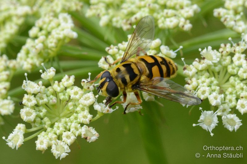 Totenkopf-Schwebfliege (Myathropa florea) - HR, Istrien, Račja Vas, Dol, 24.07.2015