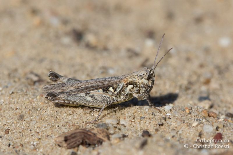 Myrmeleotettix antennatus ♀ - HU, Südliche Grosse Tiefebene, Kecskemét, 08.07.2016